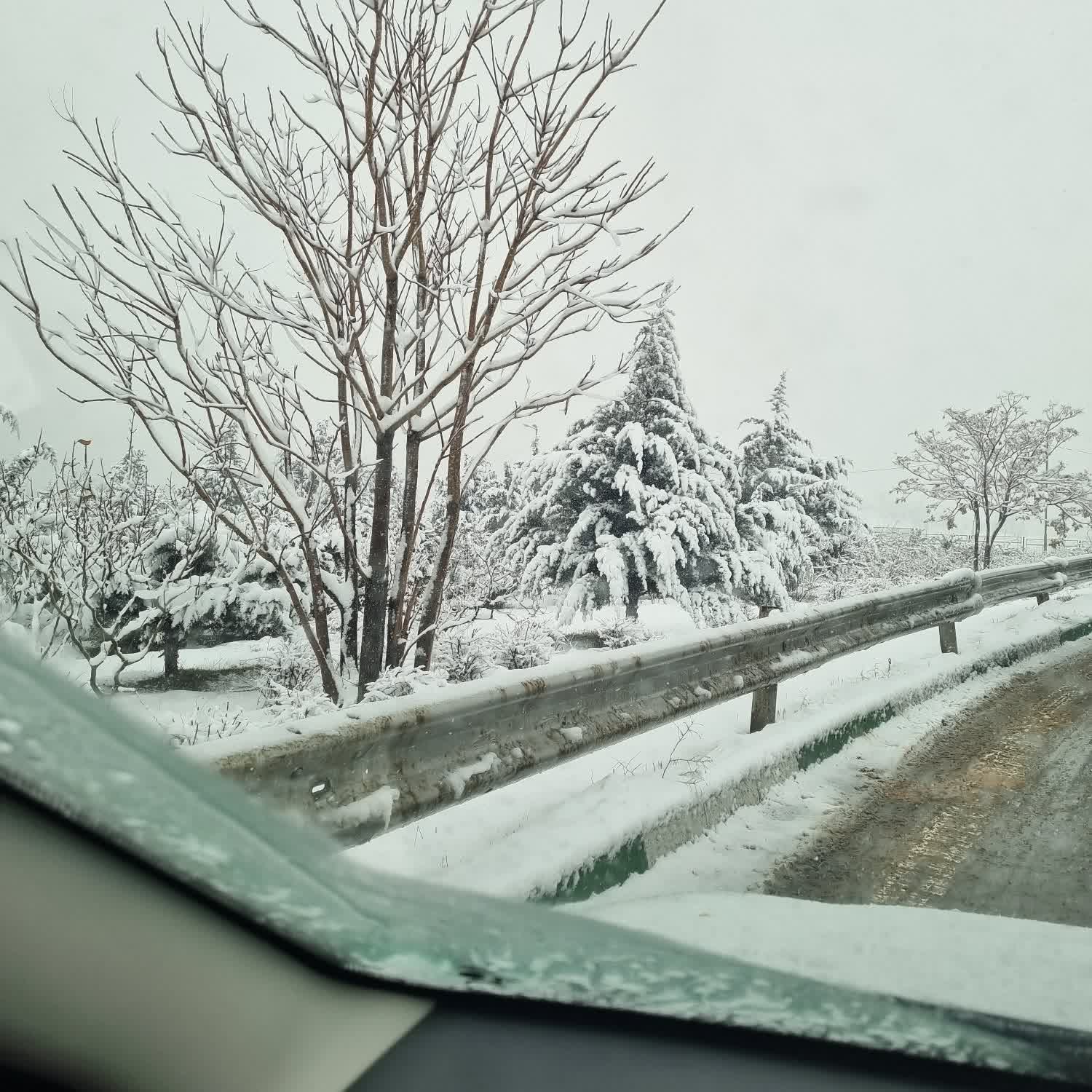 کاور کمال گرایی